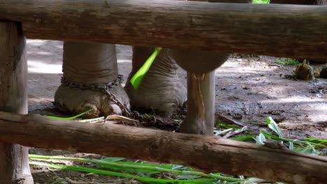 Close-up-view-of-gray-elephant-picking-up-bamboo-stalks-using-trunk,-Thailand