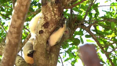 Australian-protected-species,-sleepy-wild-koala,-phascolarctos-cinereus-spotted-scratching-its-body-with-its-back-foot-while-sleeping-on-the-fork-of-the-tree-with-eyes-closed-in-daylight