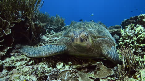 Meeresschildkröte,-Die-Auf-Dem-Riff-In-Komodo-Liegt
