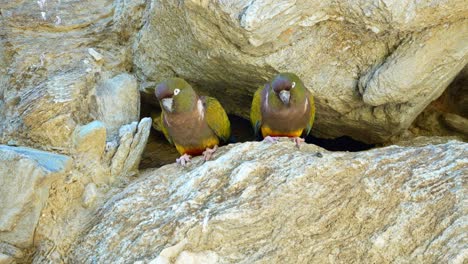 Two-Burrowing-Parakeets-on-a-cliff-near-the-nest-placed-inside-a-hole