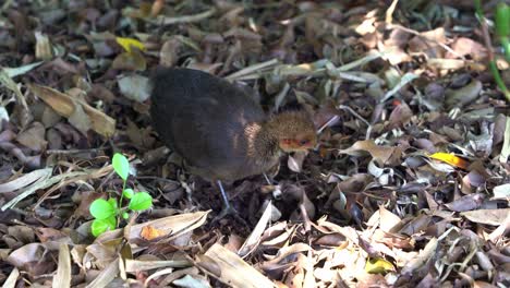 Young-juvenile-Australian-brushturkey,-alectura-lathami-spotted-on-the-ground,-kicking-and-digging-up-dirt-on-the-forest
