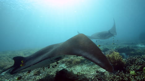 Manta-ray-swimming-close-to-the-reef-in-Bali