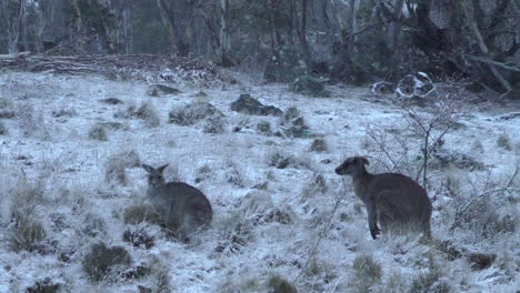 Australia-Snowy-Kangroo-blizzard-Lake-Jindy-Mountains-Roos-beautiful-animal-stunning-5-by-Taylor-Brant-Film