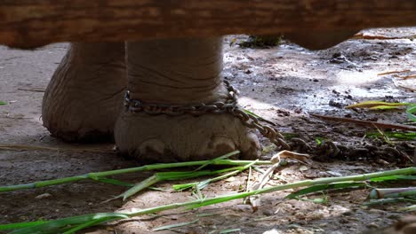 Close-up-shot-of-a-domesticated-elephant-foot-tied-to-chain-while-feeding-grass