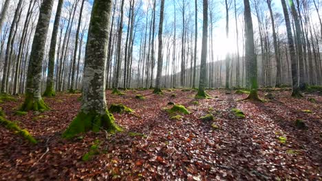 FPV-drone-footage-in-a-forest-in-autumn,-the-ground-is-full-of-dry-brown-leaves-that-stand-out-against-the-moss-and-green-vegetation
