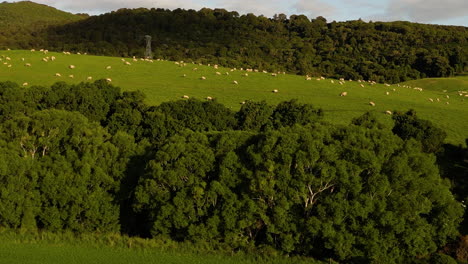 Flock-of-sheep-grazing-on-green-field-in-New-Zealand,-aerial-drone-view