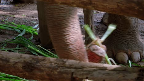 Close-up-of-gray-elephant-chained-leg-and-feet-behind-fence-picking-up-food,-Thailand
