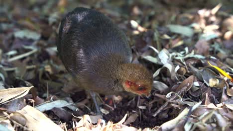 Close-up-shot-of-a-juvenile-Australian-brushturkey,-alectura-lathami-spotted-on-the-ground,-kicking-and-digging-up-dirt-on-the-forest