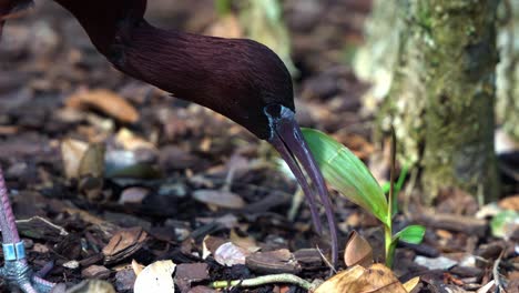 Extreme-Nahaufnahme,-Die-Einen-Glänzenden-Ibis-Einfängt,-Plegadis-Falcinellus,-Der-Auf-Dem-Waldboden-Nach-Nahrung-Sucht-Und-Mit-Seinem-Langen-Schnabel,-Australischen-Einheimischen-Wildtiervogelarten,-Frisst