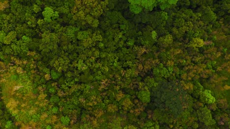 A-drone-captures-an-aerial-view-of-a-lush-tropical-forest,-showcasing-a-dense-canopy-of-green-foliage,-a-peaceful-river-flowing-through-it,-and-a-farm-nestled-within