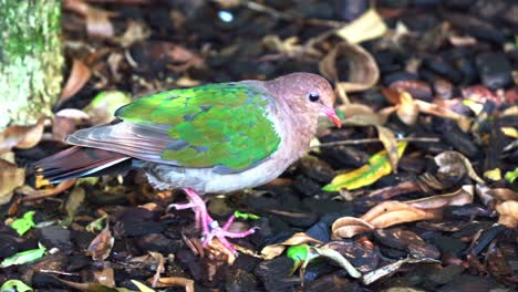 Beautiful-common-emerald-dove,-chalcophaps-indica,-walking-on-the-forest-ground,-searching-and-foraging-for-food,-close-up-shot