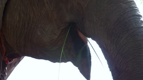 Closeup-shot-of-a-domesticated-elephant-mouth-chewing-grass-peacefully