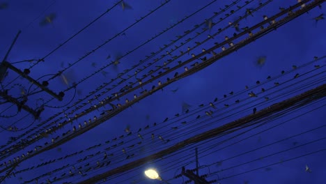 Close-up-view-of-power-lines-covered-with-birds-at-night,-Nan-Province,-Thailand