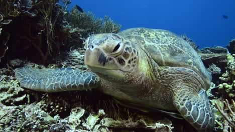 Sea-turtle-lying-on-the-reef-in-Komodo