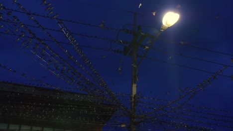 Birds-swarm-power-lines-near-streetlight-at-night-in-moonlight,-Thailand
