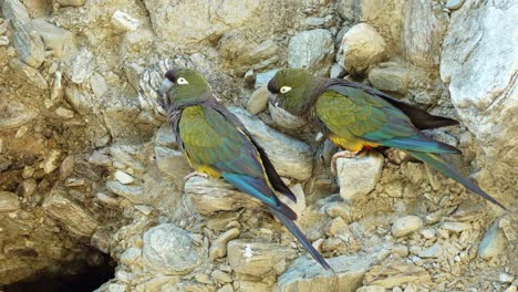 A-close-up-look-at-the-nesting-habitat-of-burrowing-parakeets-in-San-Luis,-Argentina,-captured-in-stunning-slow-motion-4k-footage-on-a-cliffside-hole