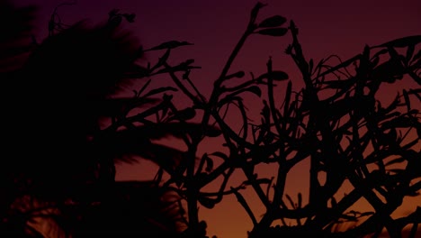 Close-Up-Shot-Of-Plant-Leaves-Waving-In-Wind-At-Beach-At-Sunset-Time