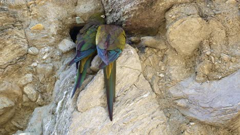 Burrowing-parakeet-couple,-Cyanoliseus-patagonus,-in-their-nest-on-a-cliff-in-San-Luis,-Argentina