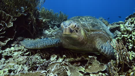 Meeresschildkröte,-Die-Auf-Dem-Riff-In-Komodo-Liegt