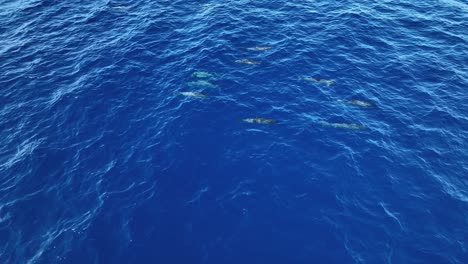 Una-Manada-Inactiva-De-Delfines-Hawaianos-Descansando-Bajo-La-Superficie-Del-Océano