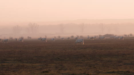 Ganado-De-Vacas-En-Un-Campo-Al-Atardecer-En-Hungría-Durante-El-Invierno-Templado