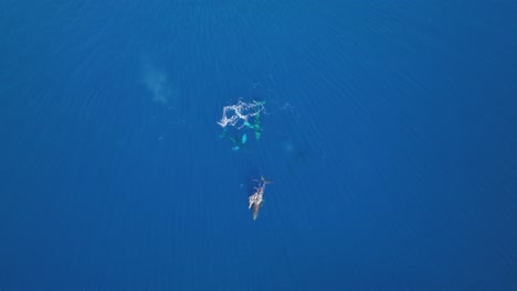 Aerial-Of-Newborn-Whale-Calf-Bonding-Closely-With-Mother-In-The-Warm-Protected-Waters-Of-Maui