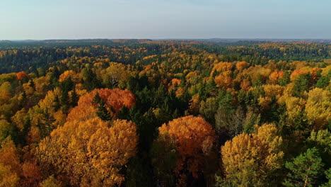Drohnenansicht-über-Farbenfrohen-Herbstwald