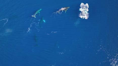 Drone-Circling-A-Pod-Of-Humpback-Whales-Including-A-Mom-And-Newborn-Baby-Calf