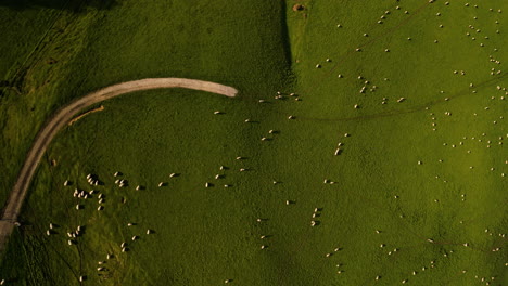 White-sheep-clouds-grazing-on-green-landscape-of-New-Zealand,-aerial-vertical-orbit-view