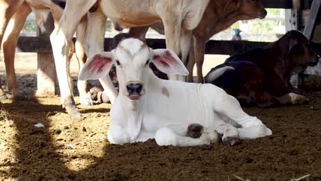 New-born-calf-resting-on-the-farmyard-beside-her-mother