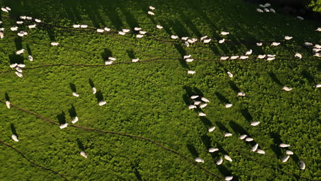 Aerial-panning-shot-revealing-flock-of-sheep-walking-across-a-large-meadow-at-sunset-in-New-Zealand