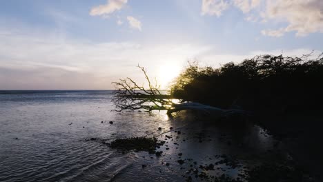 Sonnenuntergang-Hinter-Der-Silhouette-Eines-Gefallenen-Mesquite-Baums-In-West-Maui