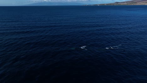 Antena-De-Avistamiento-De-Ballenas-En-El-Oeste-De-Maui