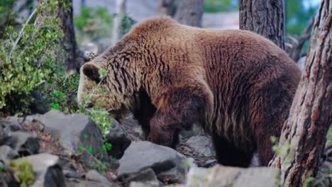 Amazing-shot-of-a-wild-brown-bear-in-the-forest-looking-for-food