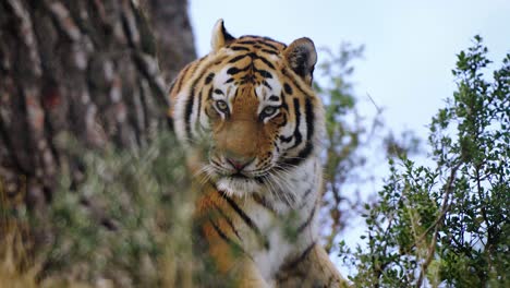 Erstaunliche-Aufnahme-Eines-Majestätischen-Tigers,-Der-Etwas-Im-Wald-Anschaut-Und-Aufsteht,-Um-Nachzusehen