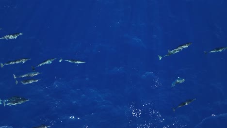 Eine-Energiegeladene-Gruppe-Hawaiianischer-Delfine,-Die-über-Der-Oberfläche-Des-Blauen-Ozeans-Schwimmen