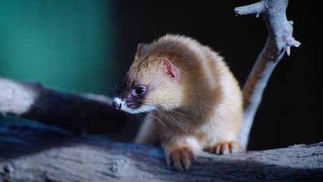 Close-up-shot-of-a-light-brown-ferret-looking-around-and-walking-along-a-branch