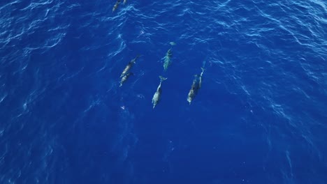Delfines-Mostrando-Rituales-De-Apareamiento-De-Cortejo-En-Mar-Abierto