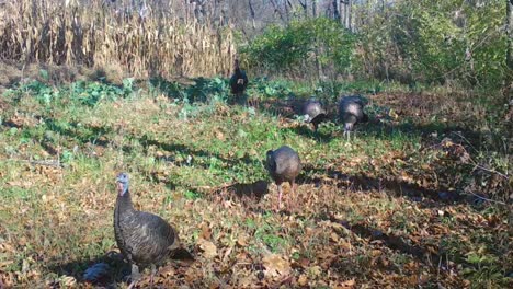 Wild-turkey-strutting-along-a-game-trail-near-a-corn-field-in-the-Midwest-in-early-autumn
