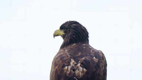 Un-Hermoso-águila-Posada-Observando-Y-Buscando-Alrededor-De-Su-área-Para-Comer