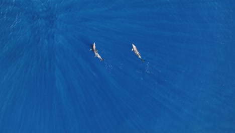 Baby-Delfinschwimmen-Mit-Mama-Und-Papa-In-Maui