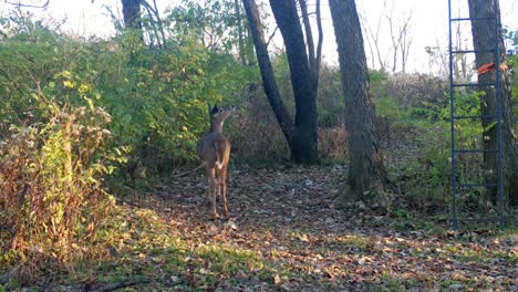 Whitetail-deer-casually-walking-along-a-game-trail-on-the-edge-of-a-corn-field-in-the-Midwest-in-early-autumn