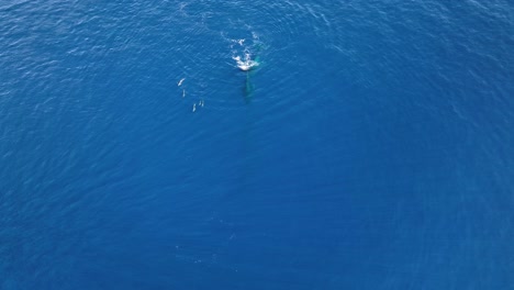 Espectacular-Toma-Aérea-De-Ballenas-Y-Delfines-Nadando-Juntos-Uno-Al-Lado-Del-Otro