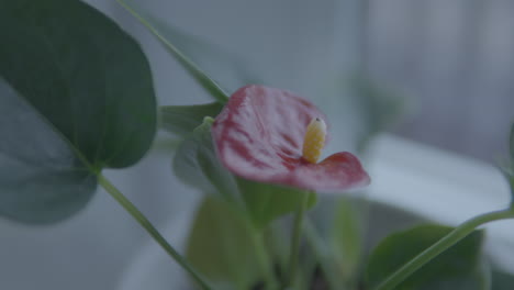 Anthurium-familie-Araceae---Schön-Blühende-Blume-In-Häuslicher-Umgebung-Steht-Auf-Der-Fensterbank