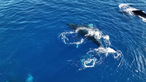 Aerial-Circle-Over-A-Newborn-Whale-Calf-Taking-Its-First-Breaths-As-The-Mother-Pushes-The-Baby-Above-The-Surface