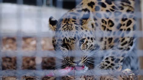 Slowmotion-Aufnahme-Eines-Amur-Leoparden,-Der-In-Seinem-Gehege-Auf-Rohem-Fleisch-Kaut