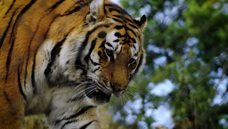 Slowmotion-close-up-shot-of-an-endangered-tiger-walking-through-the-wilderness