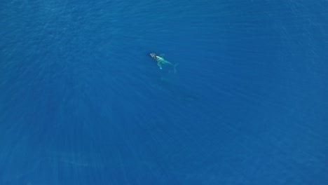 Drei-Buckelwale,-Die-Aus-Dem-Blau-Des-Ozeans-Auftauchen,-Um-Luft-Zu-Holen