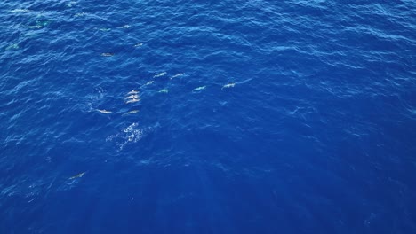 An-Active-Pod-Of-Dolphins-Playing,-Socializing,-And-Swimming-Together-In-Maui,-Hawaii