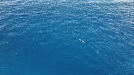 Antena-De-Delfines-Solitarios-Nadando-Y-Buceando-En-El-Océano-Pacífico-Azul-Profundo